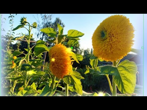 Заглядає вересень у шибку...💞останній день літа! Ласкаво просимо в осінь!💖