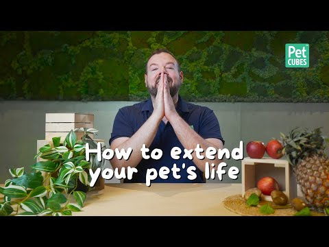 6 Simple Steps to Help Your Dog Live Longer & Healthier | Essential Pet Nutrition Tips