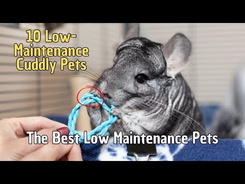 10 Low Maintenance Cuddly Pets 🐣 Low Maintenance Pets for Beginners | Low Maintenance Small Pets