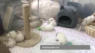 Munchkin Cat For Sale  (#1 Place To Buy Munchkin Kittens For Sale)