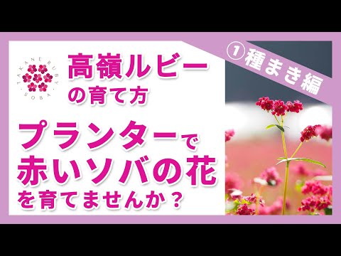 高嶺ルビーの育て方①種まき編～プランターで赤いソバの花を育てませんか？～