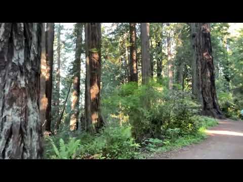 Lady Bird Grove, Randy "Windtalker" Motz, Native American style flute #ambientmusic