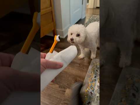 BRUSHING Buddy’s Teeth. What Could Go Wrong? 😂