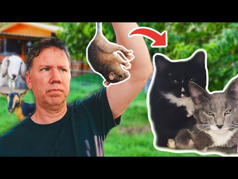 We Fed Our First Rat to our Hunter Cats! 🐱 (working barn cat training)