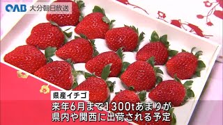 【大分】県産イチゴ　２７万円の最高値