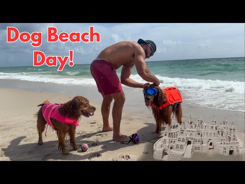 Attempting to build a sandcastle at a dog beach...