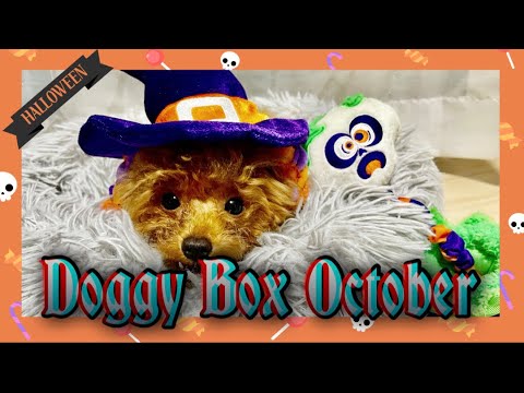 ハロウィンですね🎃ドギーボックス10月BOXのご紹介🐶