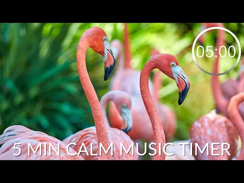 Countdown Timer 5 Minutes With Relaxing Music For Concentration ⏲Flamingo 🦩5 minute timer calm music