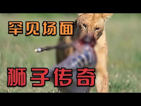 罕见的狮子凶猛攻击各种动物的场面，如大象，河马，水牛，鬣狗等 - 世界上最凶猛的狮子 | 动物世界