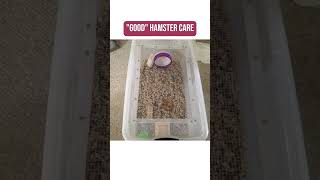 Good VS Bad Hamster Care! 🐹 #hamsters #properhamstercare #pets #hamsterenclosure