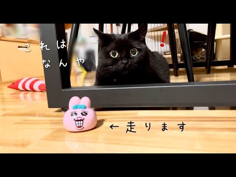 走るうさぎのおもちゃとの遊び方が独特な黒猫