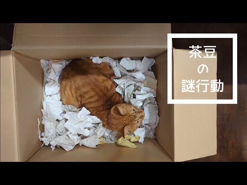 猫の謎行動。チギって、チギって、チギリまくる。