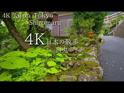 東京 白丸駅から始まる散歩 4K HDR