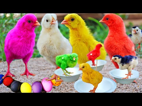 Catch millions of chicks, colorful chicks, smart chicks, chirping chicks baby cute animals