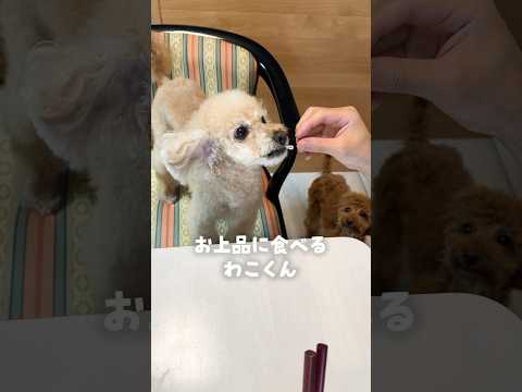 あまりにも食べ方が違いすぎる愛犬たち#shorts