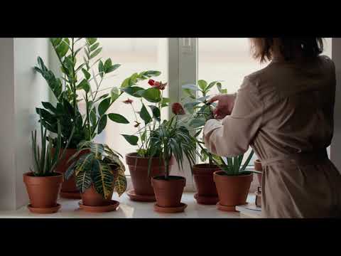 Misting House Plants | Copyright Free Video Footage