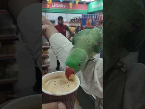 Parrot Taking Tea #umaisavlogs