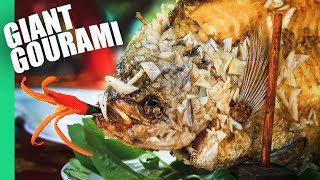 The Ultimate MEKONG DELTA Tour  | Eating a GIANT GOURAMI!!