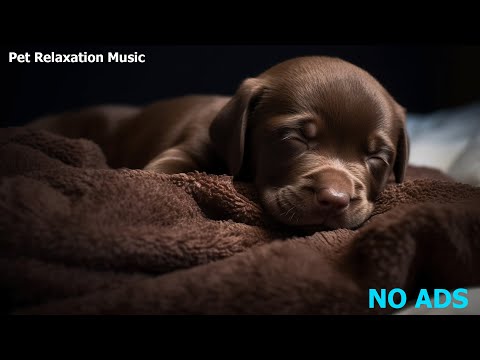 🐶 Relaxing Music For Dogs 💛 You and your pet will fall asleep in less than 3 minutes