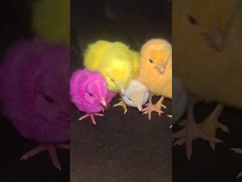 Colorful Chicks Funny Moment - Hen Babys Sound #birds #wildlife #shorts