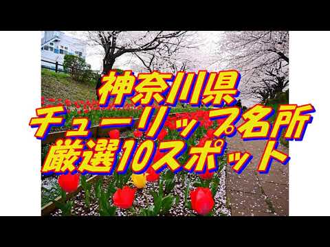 09【神奈川県】チューリップの名所＜10選＞