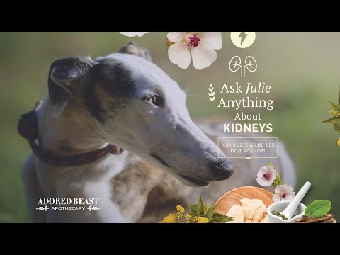 Ask Julie Anything - Kidney Health - September 2024 Session