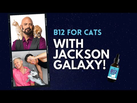 Interview with Jackson Galaxy! | Two Crazy Cat Ladies