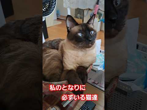 キャットタワーに登れない猫達#shorts#cat #癒し #猫のいる暮らし