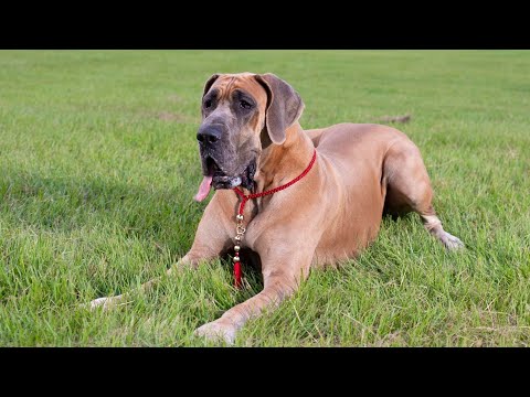 Great Dane and Canine Mental Enrichment Toys Stimulating Play