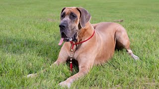 Great Dane and Canine Mental Enrichment Toys Stimulating Play