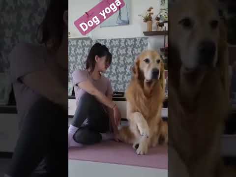 dog yoga #music #cover #live #rock #studio #coversong #musician #singer #songofthesummer #makeba