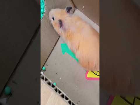 #shorts #hamster #maze