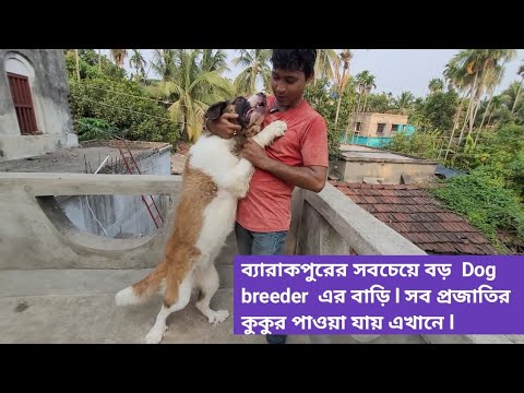 ব্যারাকপুরের সন্দীপ দার বাড়িতে হরেক প্রজাতির বিদেশি কুকুরের সমাহার ।।