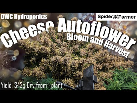 How I Grow E21- 342g Dry - Bloom and Harvest - Cheese Autoflower - Spiderfarmer SF4000 Kit