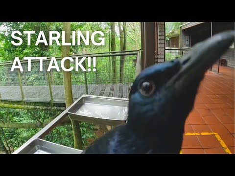 In Memories of Jurong Bird Park