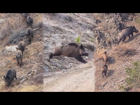 22 Wild Boar Shots in 12 Minutes! (BEST OF HUNTING Compilation)