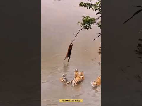 Monkey vs Tigers | Rail Vidya #jungle #tiger