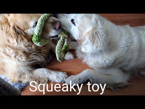 Dogs play with old squeaky toy