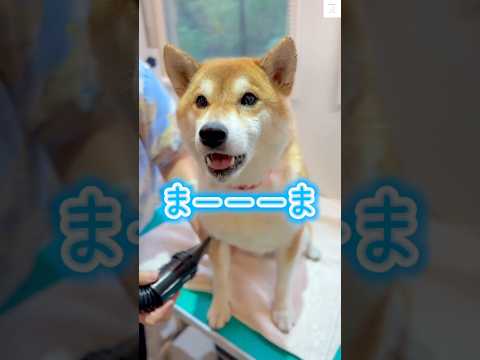 ママを呼んでるよ‼️お喋りする柴犬が可愛すぎる🤭　#柴犬　#犬　#かわいい犬 #犬のいる暮らし  #癒し