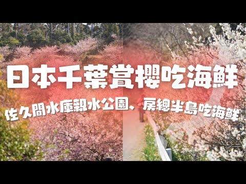 【第一視角遊日本】千葉鄉下賞櫻花、海港吃海鮮去！｜日本旅遊｜4K｜旅遊Vlog