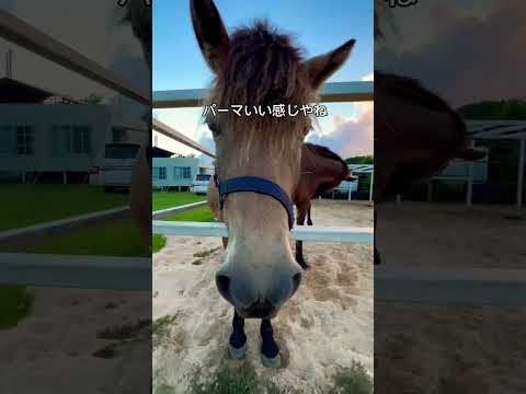 西表島の馬と触れ合える民宿🐴🌴 #沖縄県 #おすすめ #西表島 #自然