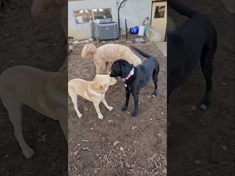 Making Friends 🐶 Moby Lab greets Leibe Mix and Lulu Lab with friends