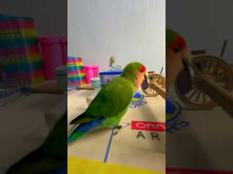 Bird Training : Smart lovebird Parrot | Smart Little Cute Parrot #training #smartparrot #cute