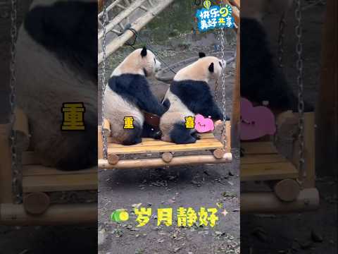 😉【熊猫猜猜乐】下一秒会发生什么？猜中有奖哦！ #国宝大熊猫 #giantpandas