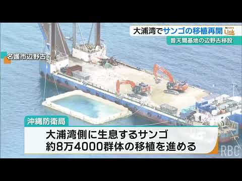 大浦湾でサンゴの移植再開　沖縄防衛局　海水温上昇やサンゴ白化で8月から中断