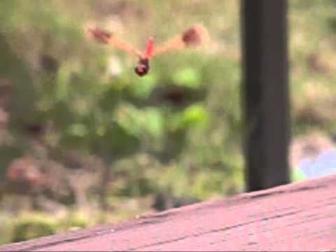 flying red dragonfly 2