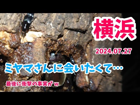 【昆虫採集】ミヤマさんに会いたくて… ミヤマクワガタ 樹液採集 2024.07.27［ミヤマクワガタ、ノコギリクワガタ、コクワガタ、カブトムシ、クワガタ採集］