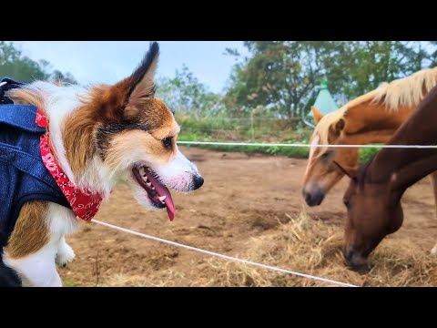 長野県の白馬へ犬と一緒に行ってきた【ミニコーギー育成日記】