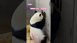 パンダ楓浜🍁普段中々見えないオヤツの授受を詳細に#shorts #panda #楓浜