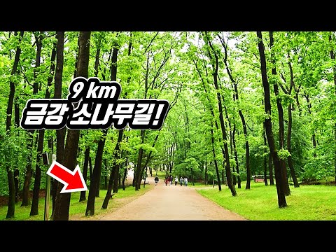 the dense forest trekking course that the king of Korea used to walk